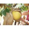 Buy cheap Pomelo growing bags factory price from wholesalers