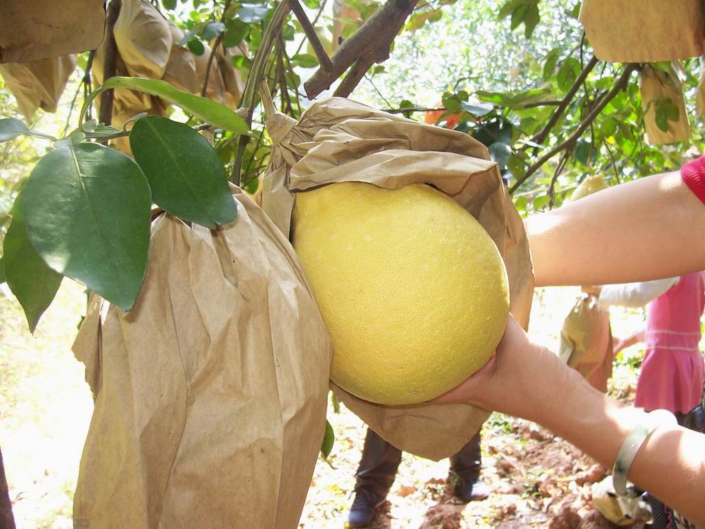 Mango/Pear/Guava/Pear growing bag machine/Universal fruit growing bag machine