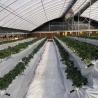 Buy cheap JX-A00172 Tunnel Greenhouse for Commercial Soilless Culture System of Strawberries from wholesalers