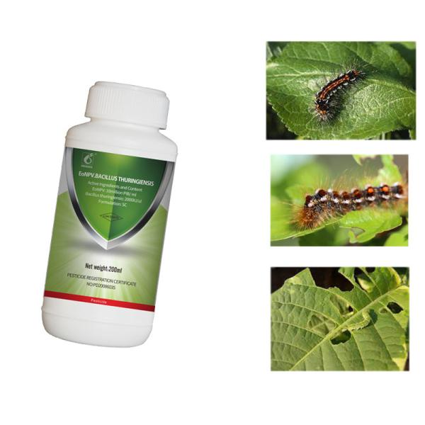 Buy cheap Organic Pesticide Kill Tea Geometrid Caterpillar Fly Effective Sustainable Solution from wholesalers