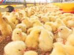 Chickens Prefabricated Portal Frame Steel Structure Poultry Shed Chicken Farm