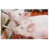 Buy cheap 63mm Hex Water Nipple Valve 86g Nipple Drinker For Pig Farming Animal from wholesalers