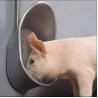 Buy cheap Hygienic Stainless Steel Automatic Water Drinker For Small Medium Large Sized Pigs from wholesalers