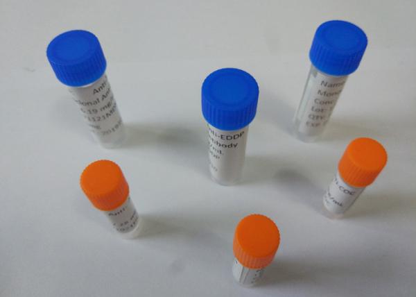 Buy cheap Customized Anti-EDDP Mouse / Rat Monoclonal Antibodies For Vitro Research from wholesalers