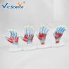 Buy cheap 4pieces/Set Human Hand Pvc Anatomical Medical Model from wholesalers