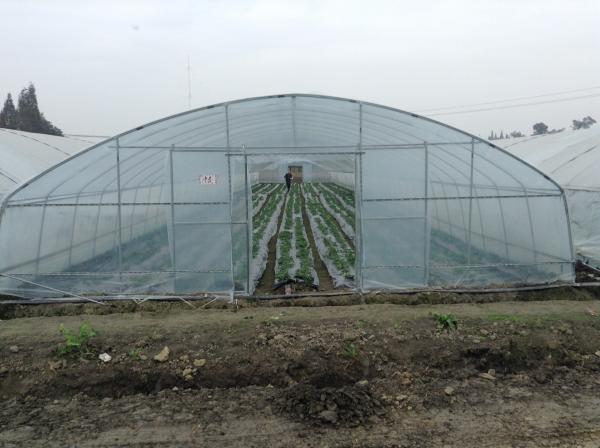 Buy cheap Single Span Plastic Tunnel Greenhouses Polyethylene Film Greenhouse For Vegetables Farming from wholesalers