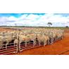Buy cheap Zinc Coating Steel 1.6m Livestock Fence Panels Welded For Farm from wholesalers