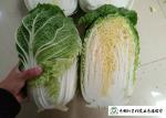 Salad Factory Chinese Cabbage Plant No Pollution Delicious Cold Resistance