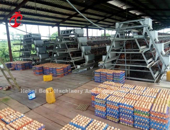 25 Years 90-200 Chickens Automatic Chicken Feeding System With Automatic Drinker Iris