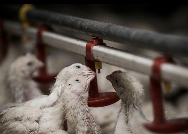 Buy cheap Broiler Flooring Raising Chicken Farm Equipment 4 Drinker /M from wholesalers