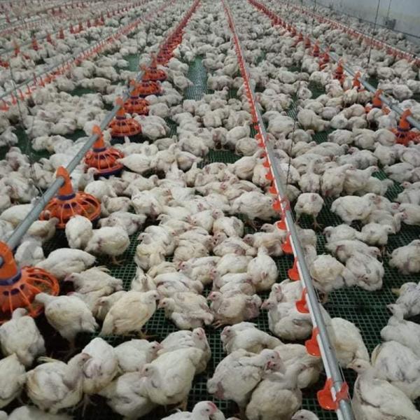 Buy cheap 45cm Pipe Poultry Farm Feeding Equipment 3 Pan /3M Easy Assamble from wholesalers