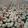 Buy cheap 45cm Pipe Poultry Farm Feeding Equipment 3 Pan /3M Easy Assamble from wholesalers
