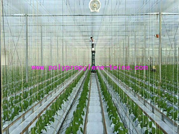 100% PP Virgin Material Tomato Tying Rope Agricultural String