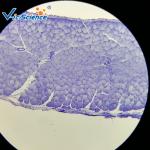 High Performance Histology Lab Slides 30 Pcs EU Standard Glass Material