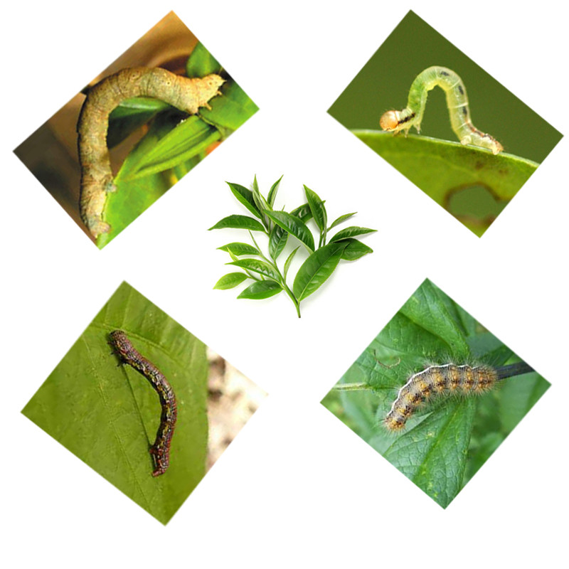 Biological Tea Tree Insecticide EoNPV Farming Pesticides Nuclear Polyhedrosis Virus