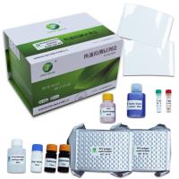 Buy cheap ISO9001 Diagnostic Porcine Veterinary Test Kit 192 Wells Per Kit PPV product