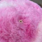 FB-h Polyester PVC Christmas Pink Inflatable Ball for Christmas Decoration