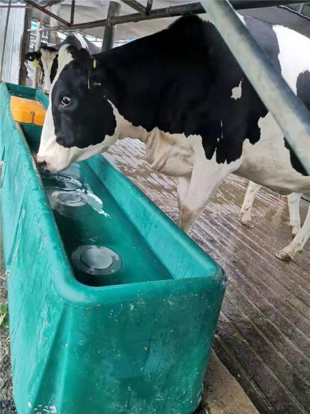 Buy cheap Cow Frost Proof Thermal 98KG Cattle Water Drinkers 560mm Heated Water Trough from wholesalers