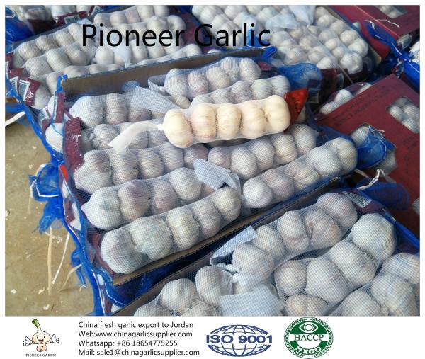 Buy cheap Garlic to Jordan by Pioneer garlic group in China; 5.0-5.5cm normal white garlic. from wholesalers