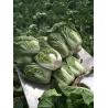 Buy cheap Green Outside Small Head Cabbage , Chinese Napa Cabbage Japan Standard from wholesalers