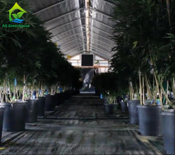 Buy cheap Commercial Backyard Light Dep Greenhouse Plastic Film Hot Galvanized Steel Greenhouse from wholesalers