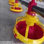 Agricultural Products Automatic Chicken Feeder Agricultural Greenhouses Animals