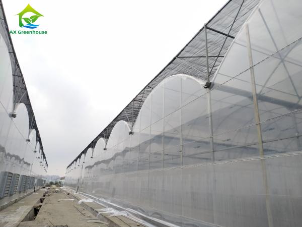 Buy cheap Large Multi Span Poly Tunnel Film Agricultural Tomato Growing Greenhouse from wholesalers