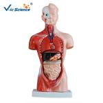 CE Human Torso Model For Medical Science Teaching Demonstration
