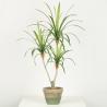 Buy cheap Cement Pot Artificial Dragon Faux Bonsai Tree Indoor Decoration 68 CM 76 CM from wholesalers