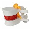 Buy cheap Vertebral Spine Lumbar Spine Models Skeleton For Medical Students from wholesalers