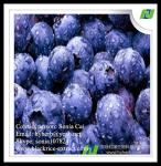 factory supply pure natural organic bilberry extract,anthocyanidins 25%