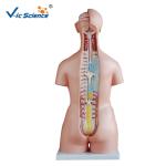 Educational Medical ScienceHuman Torso Model 85cm Unisex Torso 40 Parts