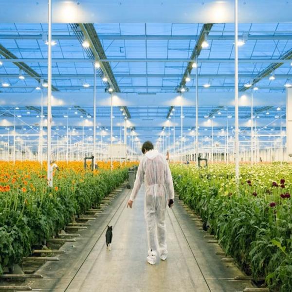 Buy cheap Adjustable Light Sustainable Steel Film Greenhouse Solar System from wholesalers