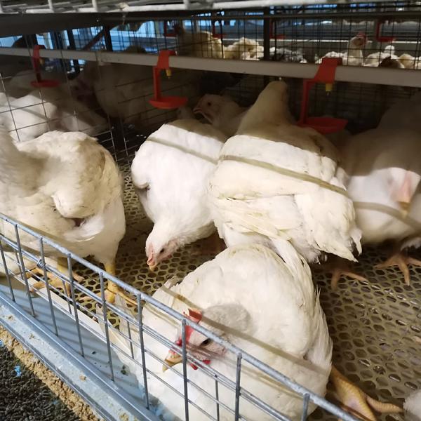 Buy cheap HDG 4 Lines 50000 Broiler Chicken Cage Poultry Farming Use from wholesalers