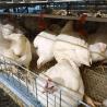 Buy cheap 3-9 Floor Farm Battery Chicken Cage With Automatic System from wholesalers
