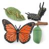 Buy cheap Realistic 4 PCS Butterfly Animal Life Cycle Insect Growth Model Toys Party Favors Toy for Boys Girls Kids from wholesalers