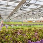 Complete Vegetables Growing Multi-span Greenhouse Fiberglass Glass Agricultural