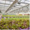 Buy cheap Complete Vegetables Growing Multi-span Greenhouse Fiberglass Glass Agricultural Greenhouse from wholesalers