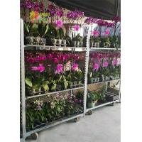 Buy cheap Galvanized Flower French Flower Cart 22*54*74.8 Inch For Growing product