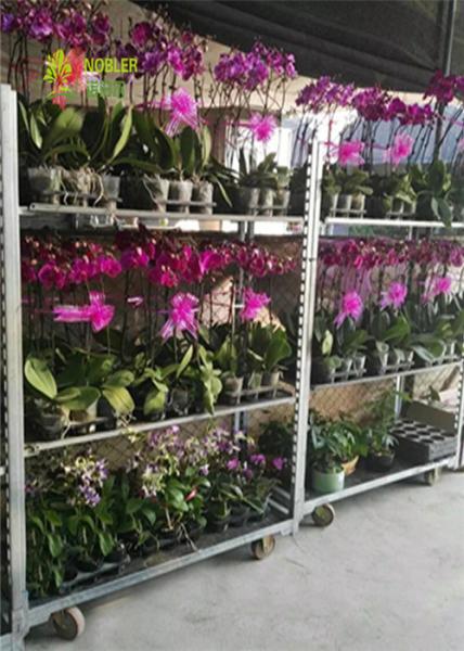 Buy cheap Galvanized Flower French Flower Cart 22*54*74.8 Inch For Growing from wholesalers