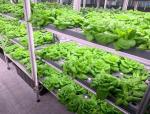 Steel Structure Multi-Span Juxiang Shipping Container Greenhouse for Vegetable