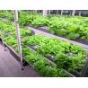 Buy cheap Steel Structure Multi-Span Juxiang Shipping Container Greenhouse for Vegetable Farming from wholesalers