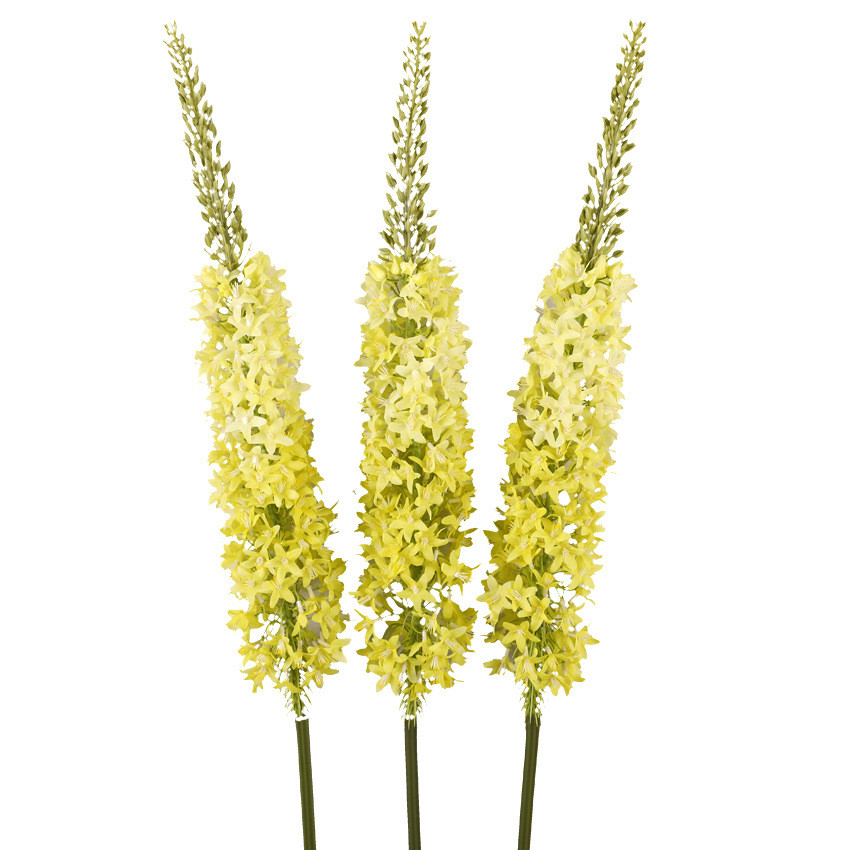 Decoration Fox Tail Grass Simulation Flower Home Living Room Ponytail Flower Flying Swallow Grass Flower Arrangement Wedding Simulation Fox Tail Grass