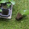 Buy cheap 1.5inch Hole Germination Plastic Planting Trays Anti Aging 72 Cell Propagation Tray from wholesalers