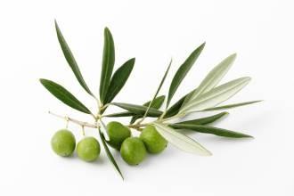 Buy cheap Olive Leaf Extract Oleuropein 10%-40% HPLC high quality, Hydroxytyrosol 25%,40%, natural cosmetic ingredients from wholesalers