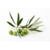 Buy cheap Olive Leaf Extract Oleuropein 10%-40% HPLC high quality, Hydroxytyrosol 25%,40%, natural cosmetic ingredients from wholesalers