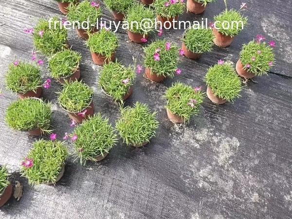 Buy cheap 90gsm 120gsm Plain Woven Polypropylene Ground Cover Weed Proof Ground Cover from wholesalers