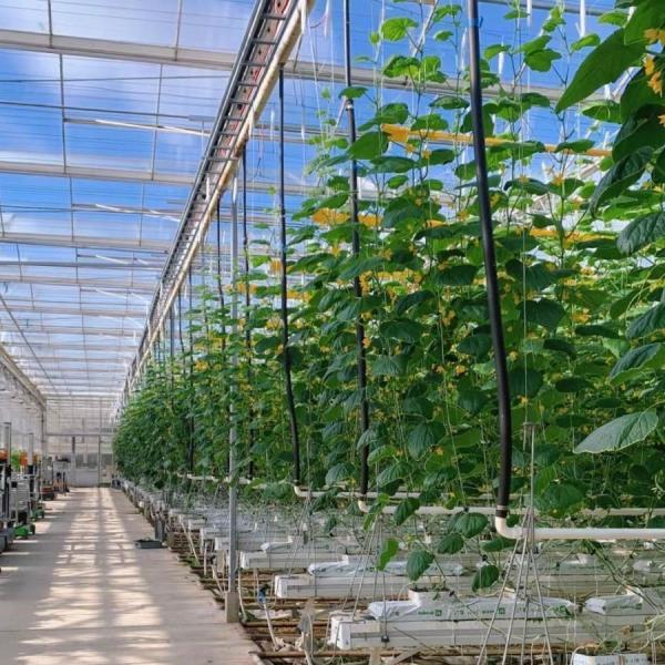 Buy cheap Reasonably Priced Glass Greenhouse for Vegetable Farming and Affordability Guaranteed from wholesalers