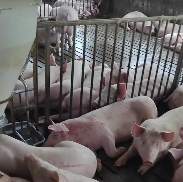 Buy cheap Sow Cages Livestock Farm Equipment Gilt Sow Gestation Stalls from wholesalers
