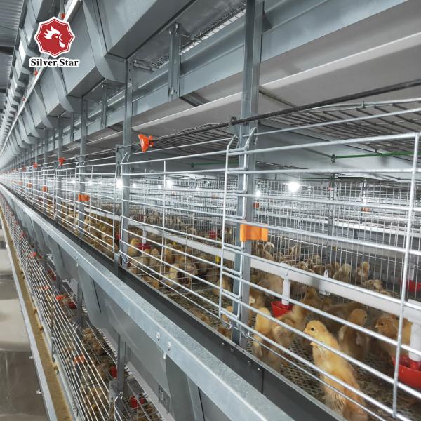 Buy cheap H Type New Design Automatic Broiler Cage For Chicken Farm from wholesalers